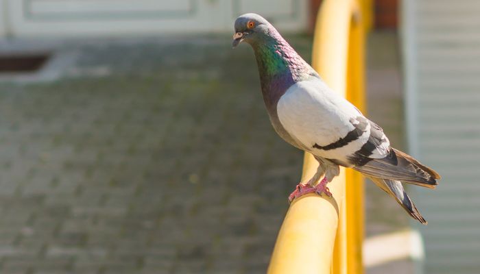 bird removal melbourne