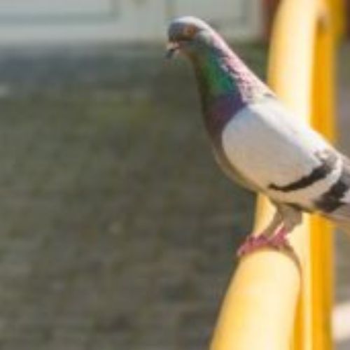 bird removal melbourne