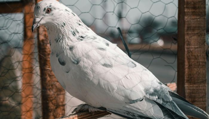 birds control melbourne