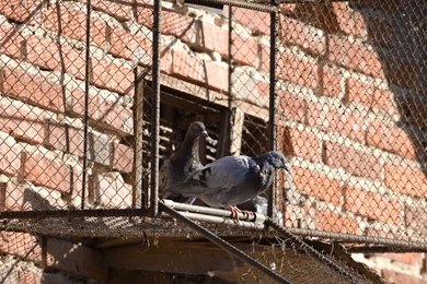 Say Goodbye to Pest Birds: Expert Birds Control Melbourne Services-You Can Trust