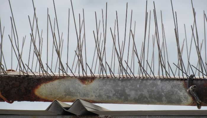 Why You Need a Professional Bird Deterrent Melbourne for Your Property