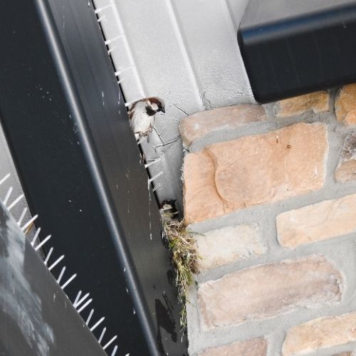 pigeon removal Melbourne