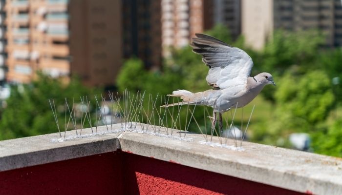 bird proofing melbourne