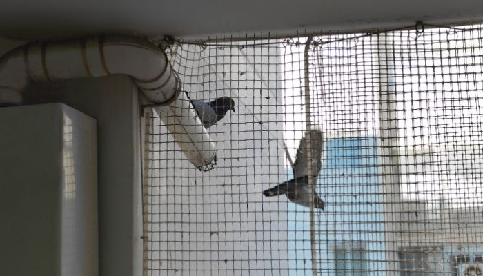 bird proofing melbourne