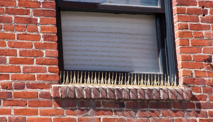 bird repellent cairnlea