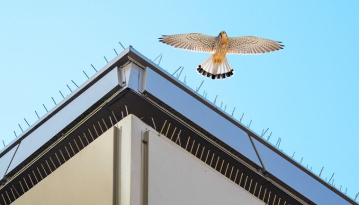 How to Choose the Best Bird Proofing Epping Company: Key Things to Consider