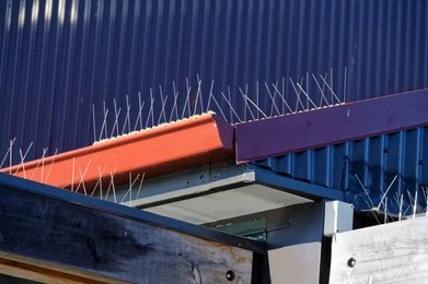 Bird Proofing Caroline Springs
