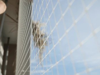 DIY vs Professional Bird Proofing Caroline Springs: What Works Best?