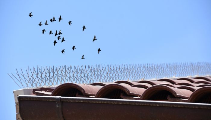 Bird Control Wollert