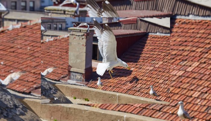 How to Choose the Best Bird Control Niddrie Experts Near You