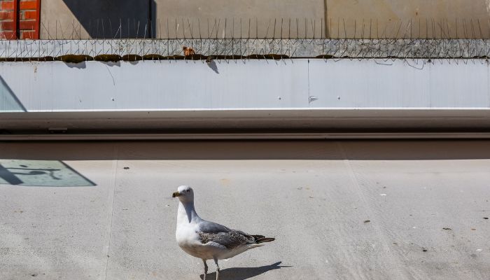When Should You Hire Experts for Bird Control Niddrie Services?
