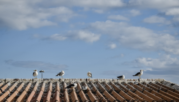 Why Are More Property Owners Choosing Bird Control Parkville Experts?