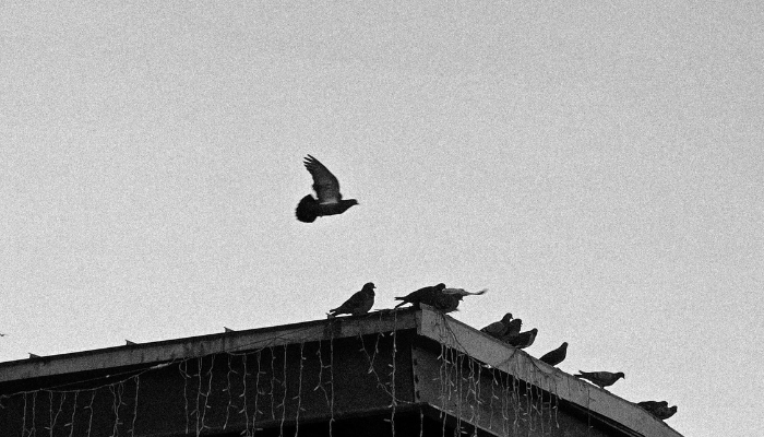 How Can Bird Control Melbourne Deliver Reliable Bird Proofing Taylors Lakes Services?