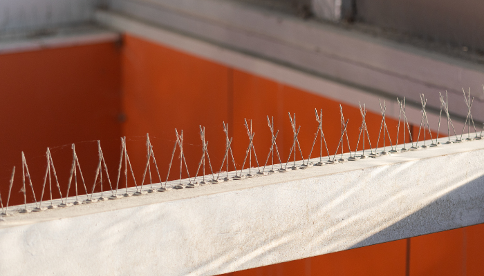 Why Professional Birds Control in Melbourne Is Better Than DIY Methods
