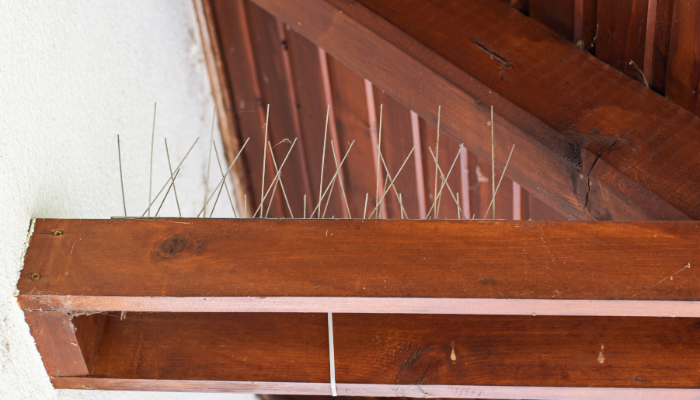 How to Keep Birds Away from Your Home Without Causing Harm