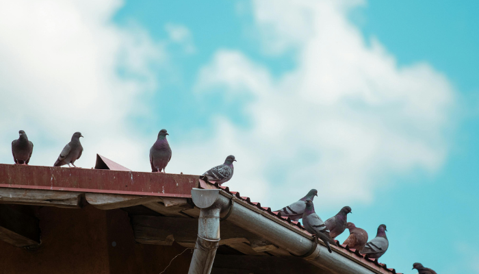 Bird Removal Melbourne for Long Term Bird Prevention