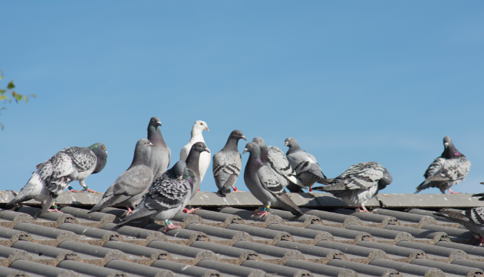 Bird Control Wollert for Humane Bird Deterrents