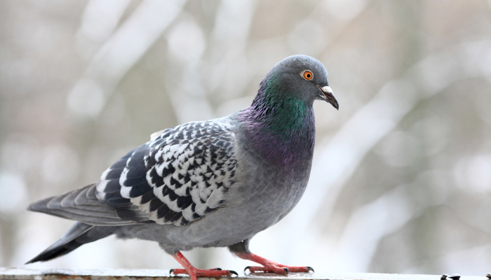 Pigeon Pest Control Melbourne for Roofs and Balconies