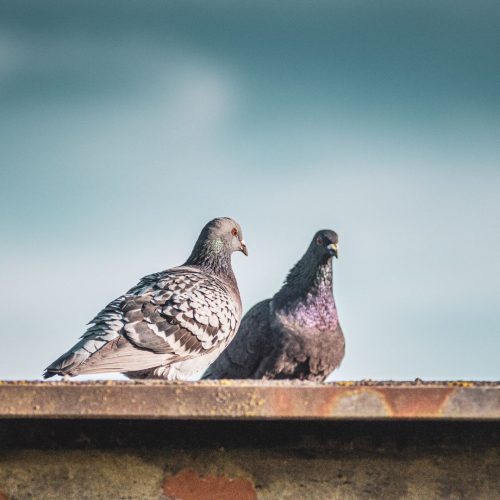 bird removal mellbourne